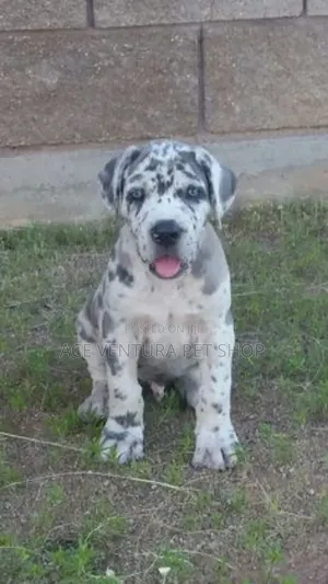 Photo - 1-3 months Male Purebred Great Dane