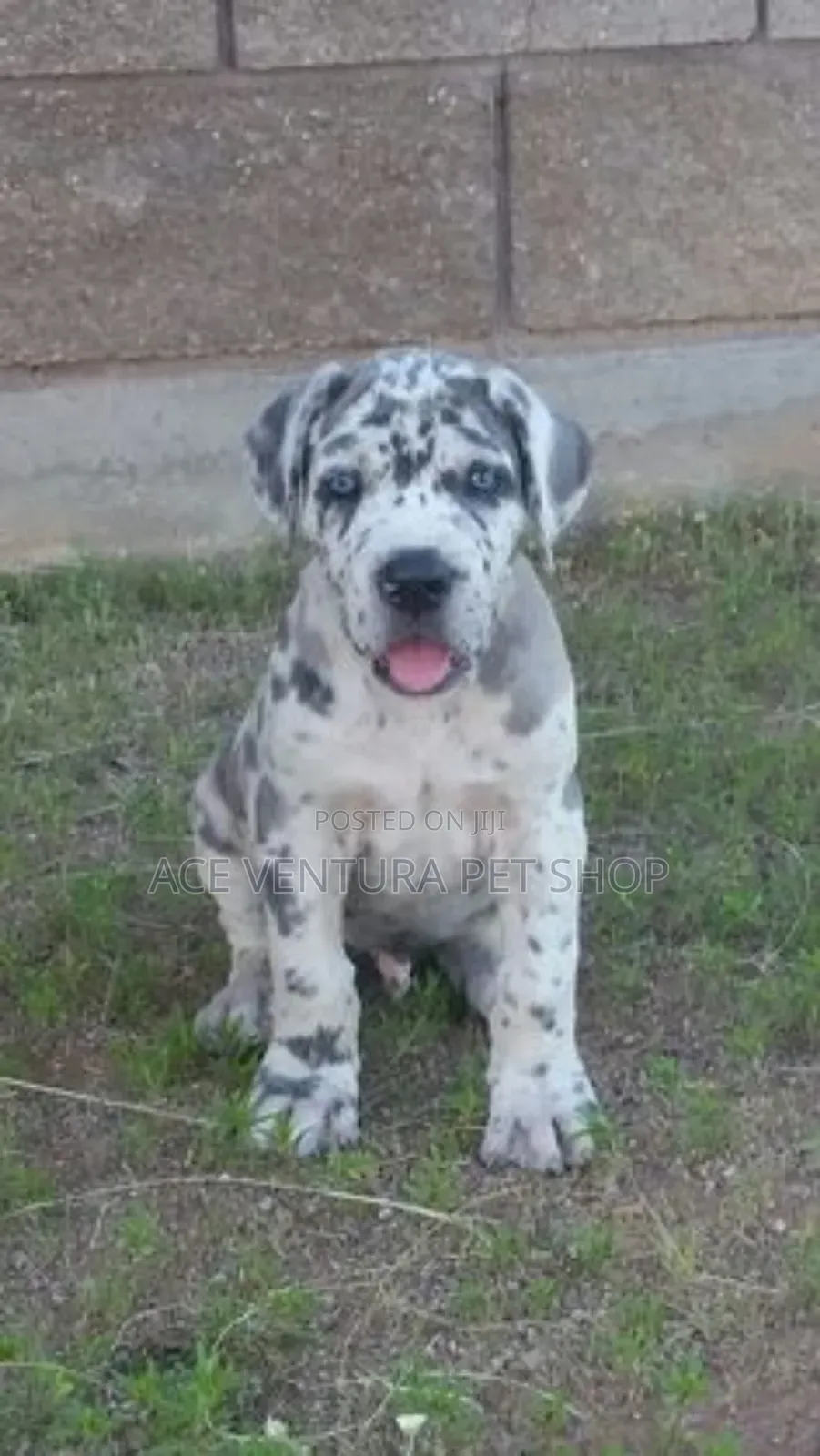 1-3 months Male Purebred Great Dane