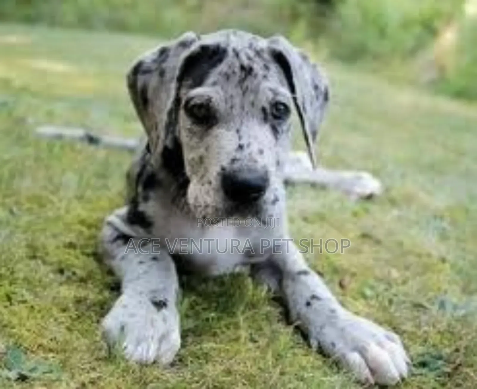 1-3 months Male Purebred Great Dane