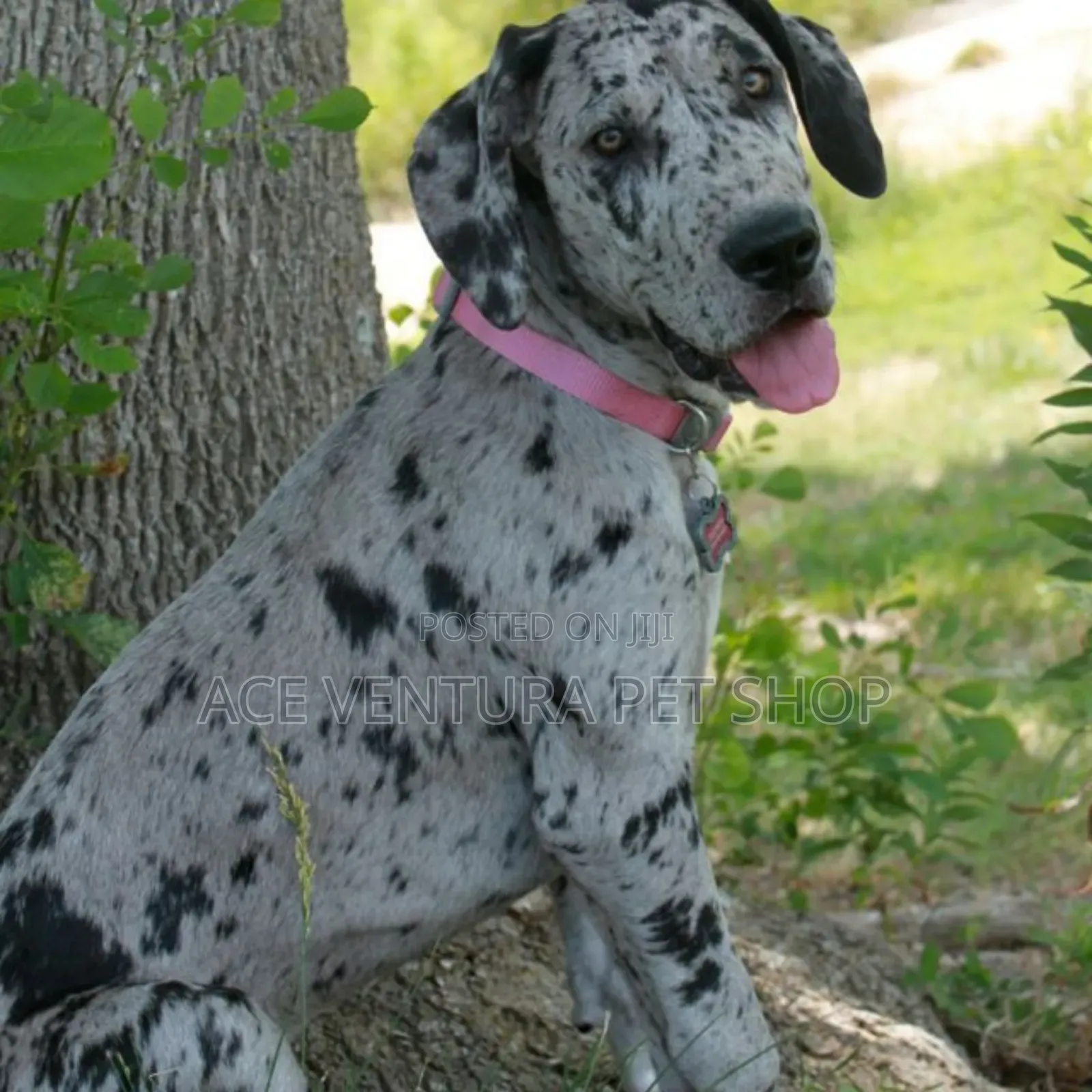 1-3 months Male Purebred Great Dane