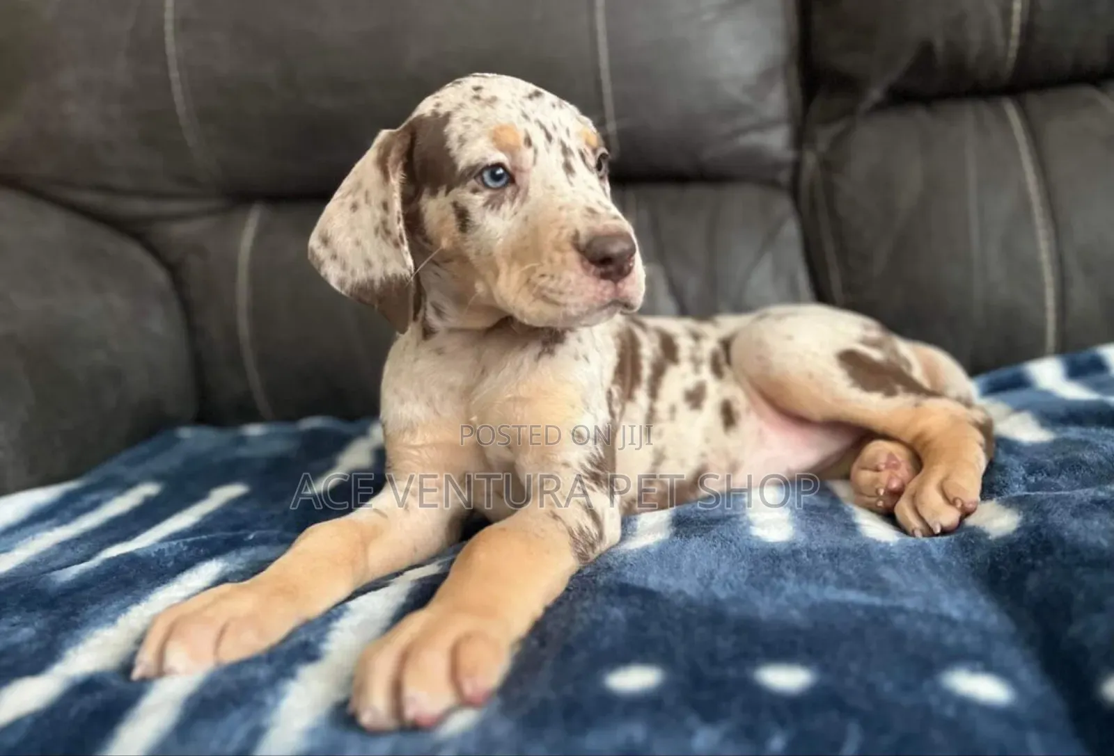 1-3 months Male Purebred Great Dane