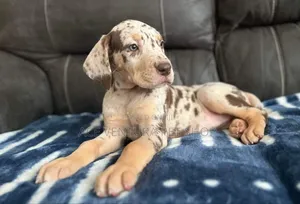 Photo - 1-3 months Male Purebred Great Dane