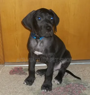 Photo - 1-3 months Male Purebred Great Pyrenees
