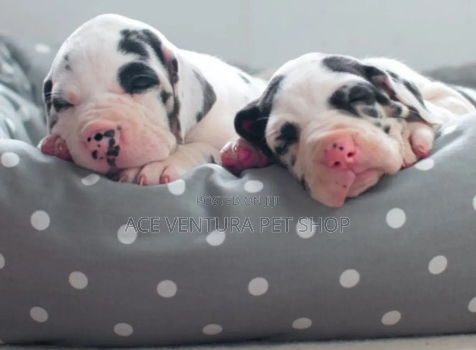 1-3 months Male Purebred Great Dane