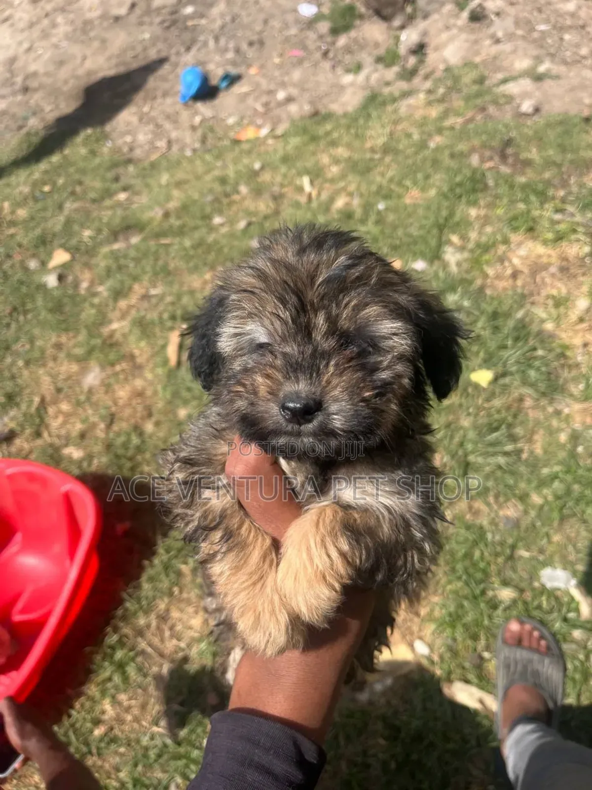 1-3 months Male Purebred Maltese