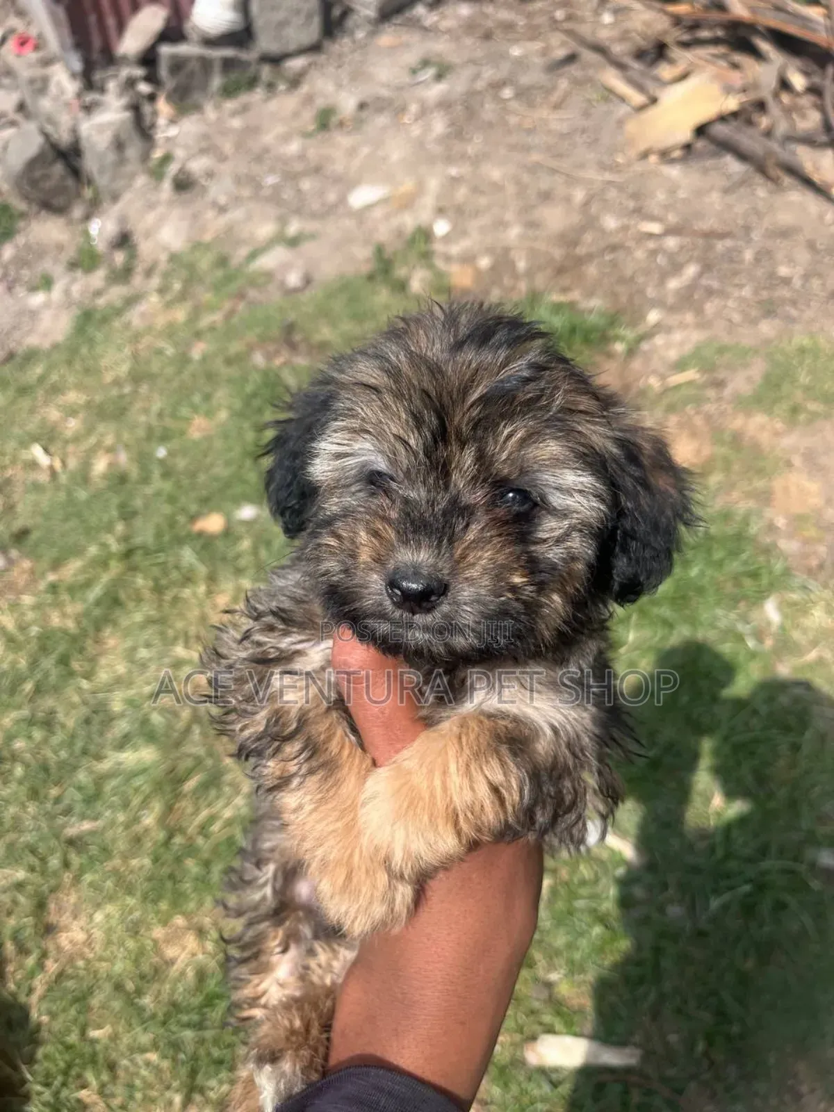 1-3 months Male Purebred Maltese