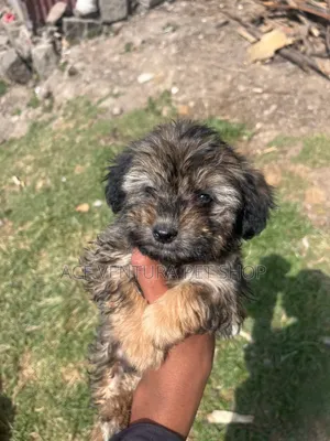 1-3 months Male Purebred Maltese