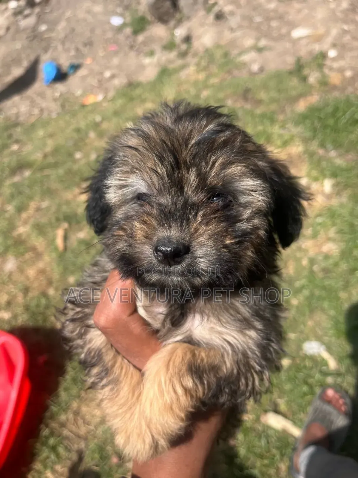 1-3 months Male Purebred Maltese
