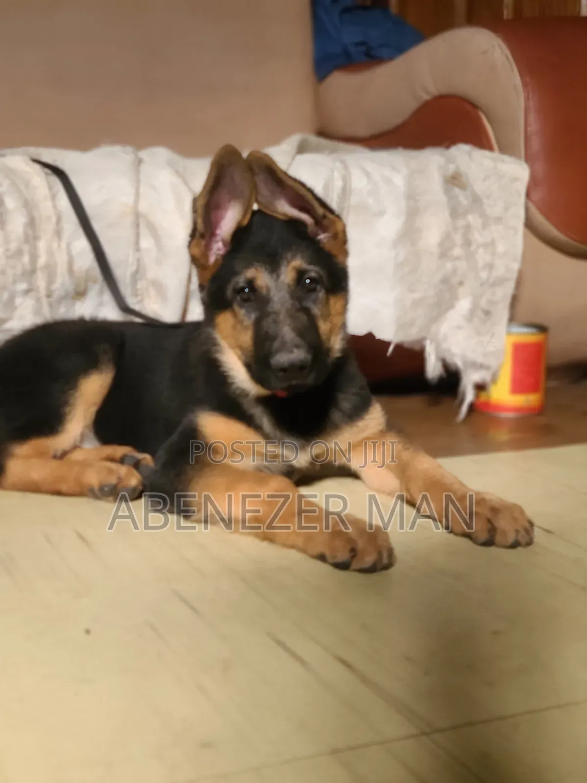 1-3 months Male Purebred German Shepherd