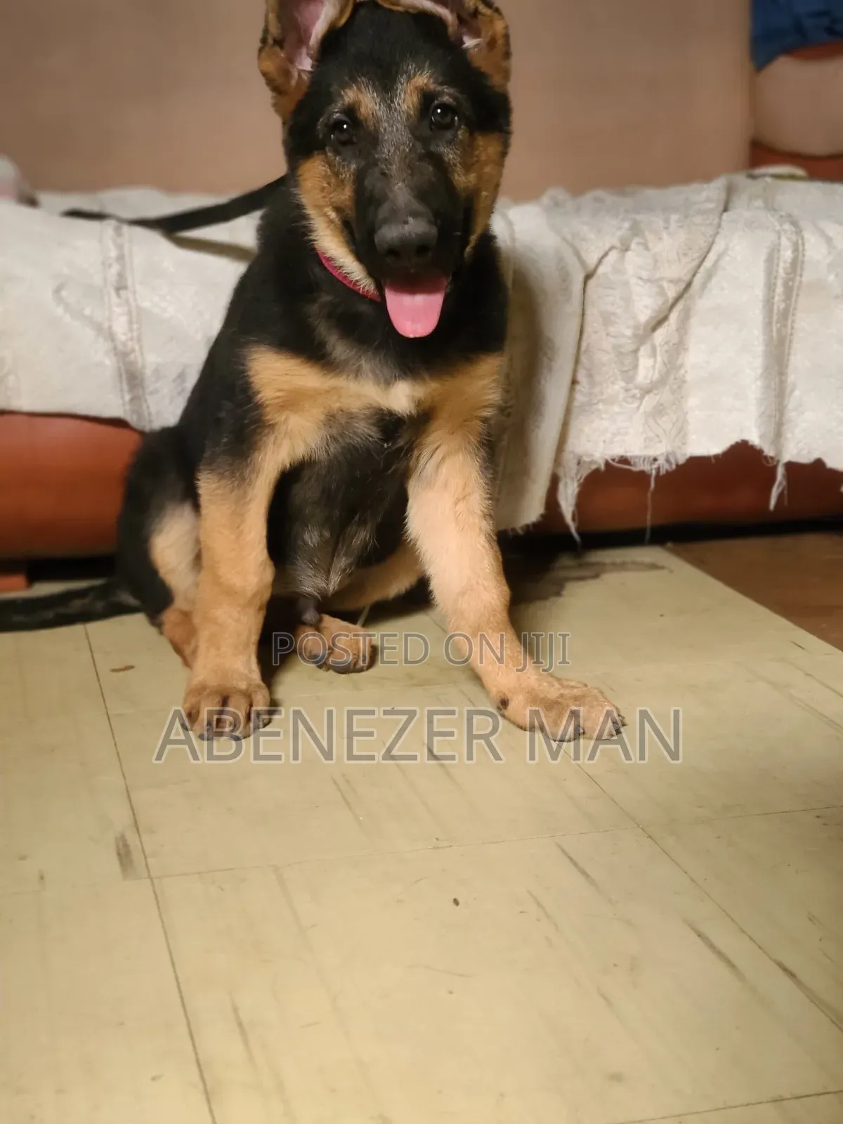 1-3 months Male Purebred German Shepherd