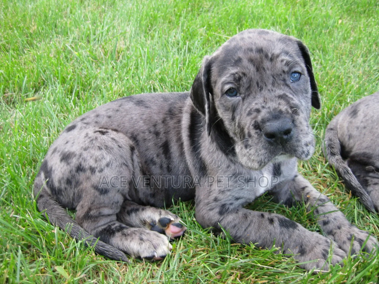 1-3 months Male Purebred Great Dane