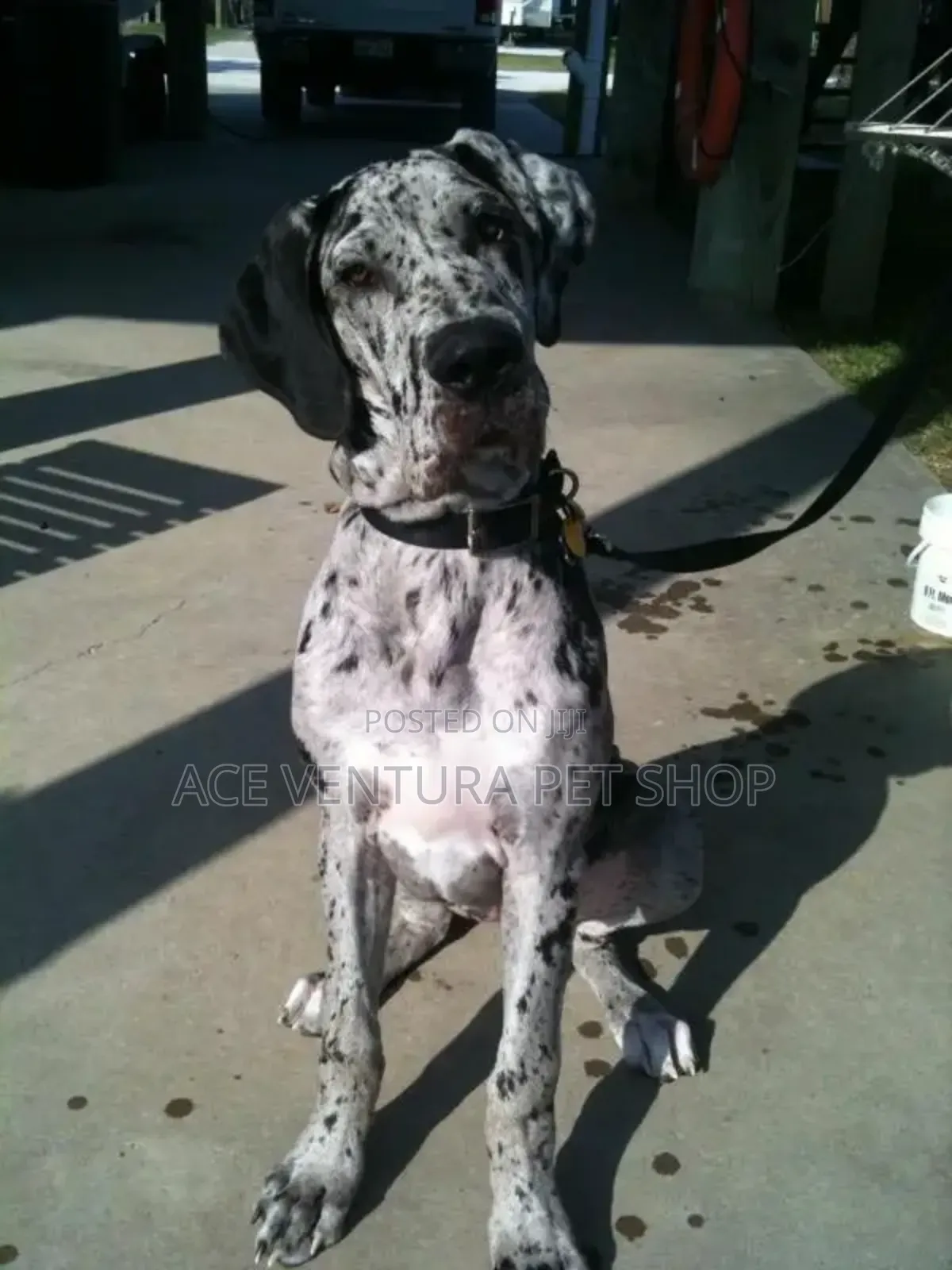1-3 months Male Purebred Great Dane