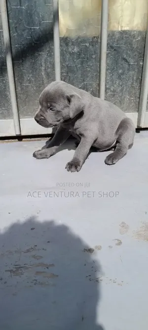 Photo - 1-3 months Male Purebred American Pit Bull Terrier