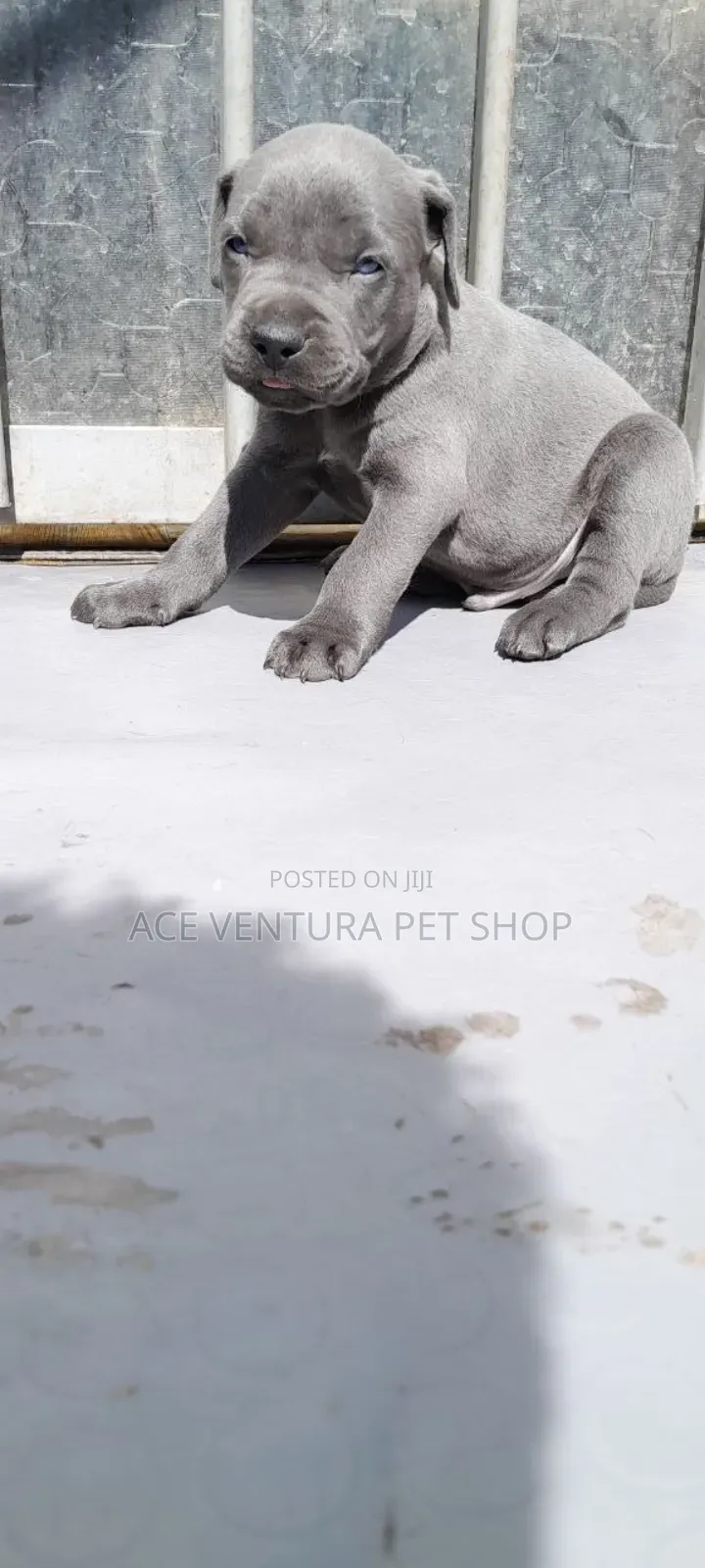 1-3 months Male Purebred American Pit Bull Terrier