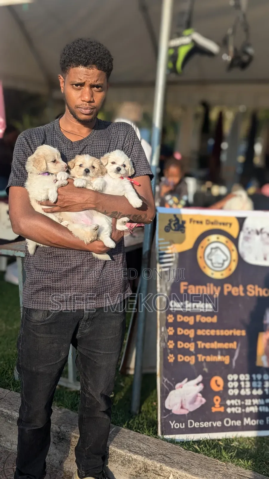 1-3 months Male Purebred Maltese