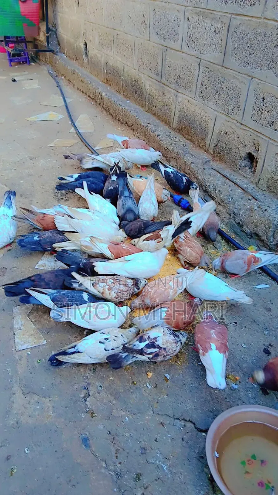 ምርጥ ባልና ሚስት እርግቦች በተመጣጣኝ ዋጋ እንዲሁም ወንድ ለብቻ ሴት ለብቻ እንሸጣለን