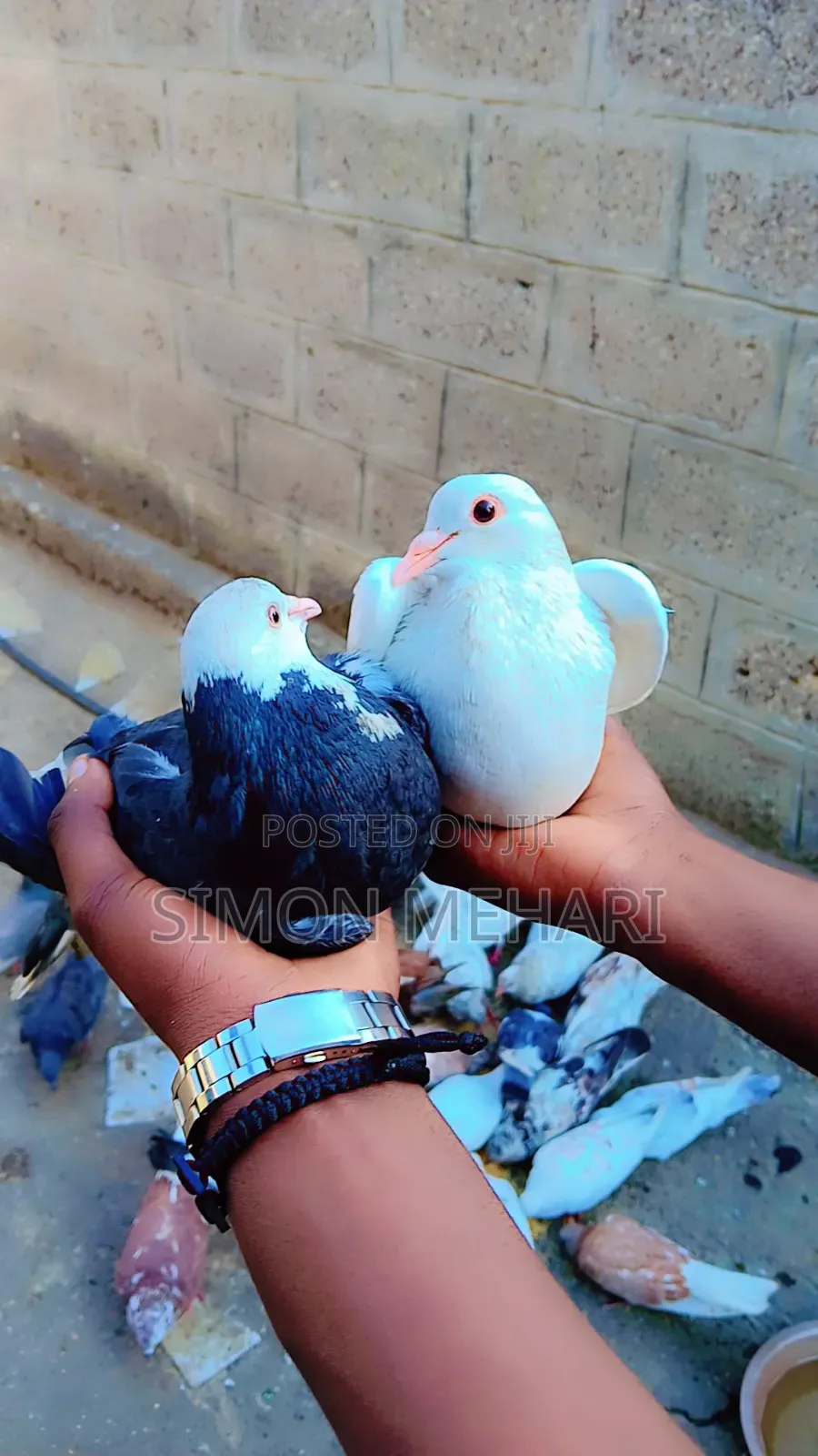 ምርጥ ባልና ሚስት እርግቦች በተመጣጣኝ ዋጋ እንዲሁም ወንድ ለብቻ ሴት ለብቻ እንሸጣለን