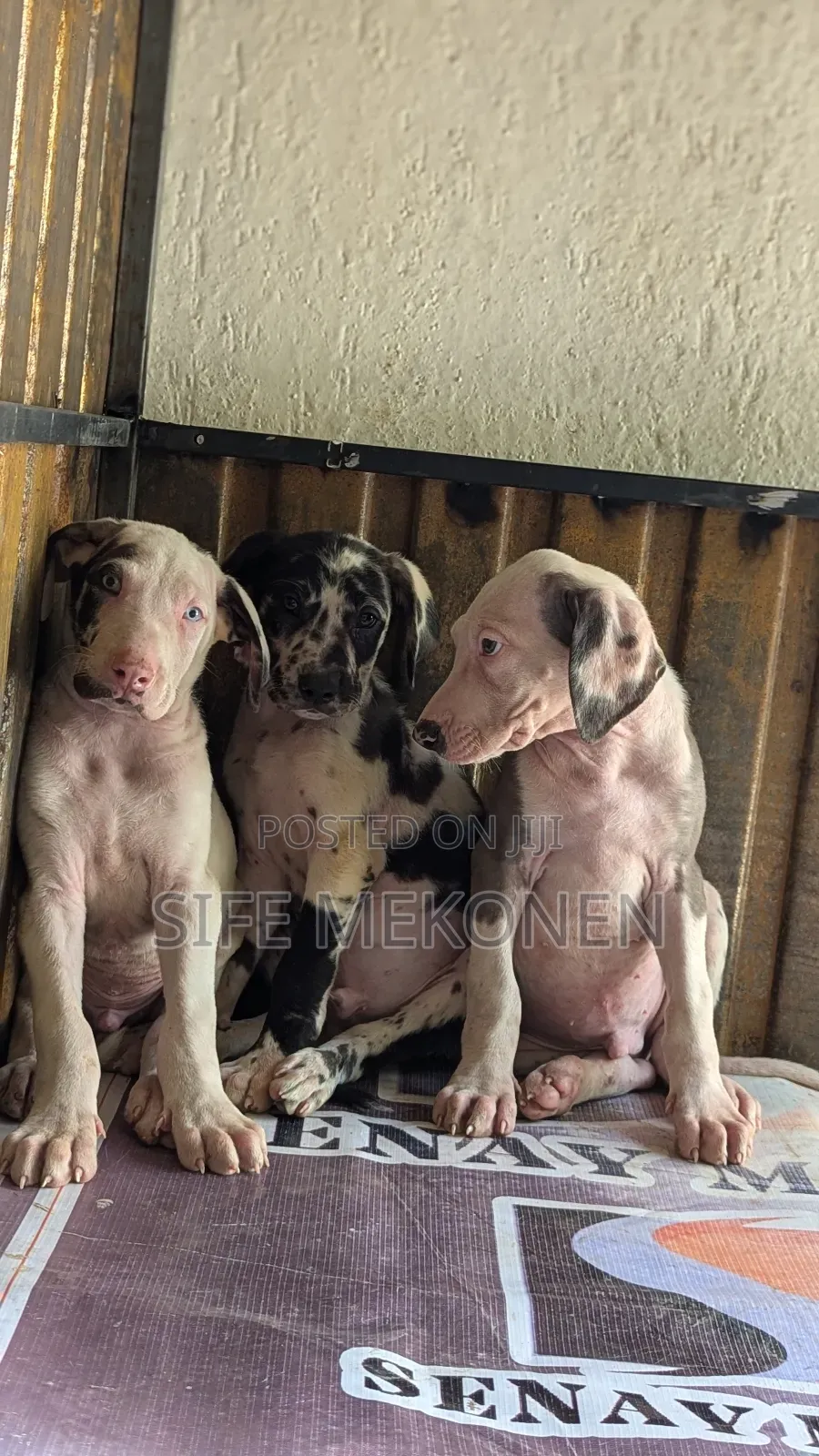 1-3 months Male Purebred Great Dane