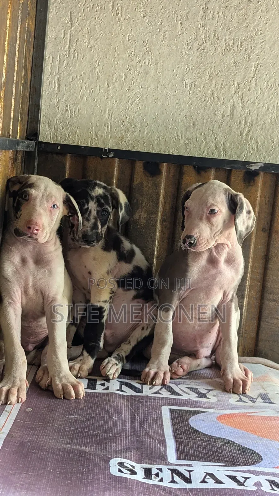 1-3 months Male Purebred Great Dane