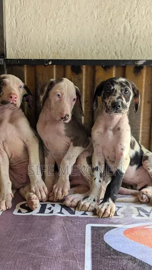 Photo - 1-3 months Male Purebred Great Dane