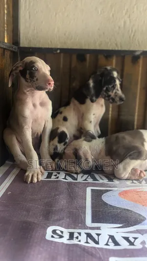 1-3 months Male Purebred Great Dane