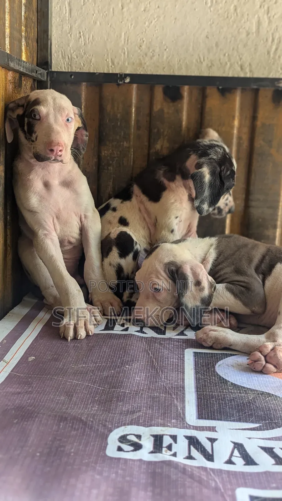 1-3 months Male Purebred Great Dane