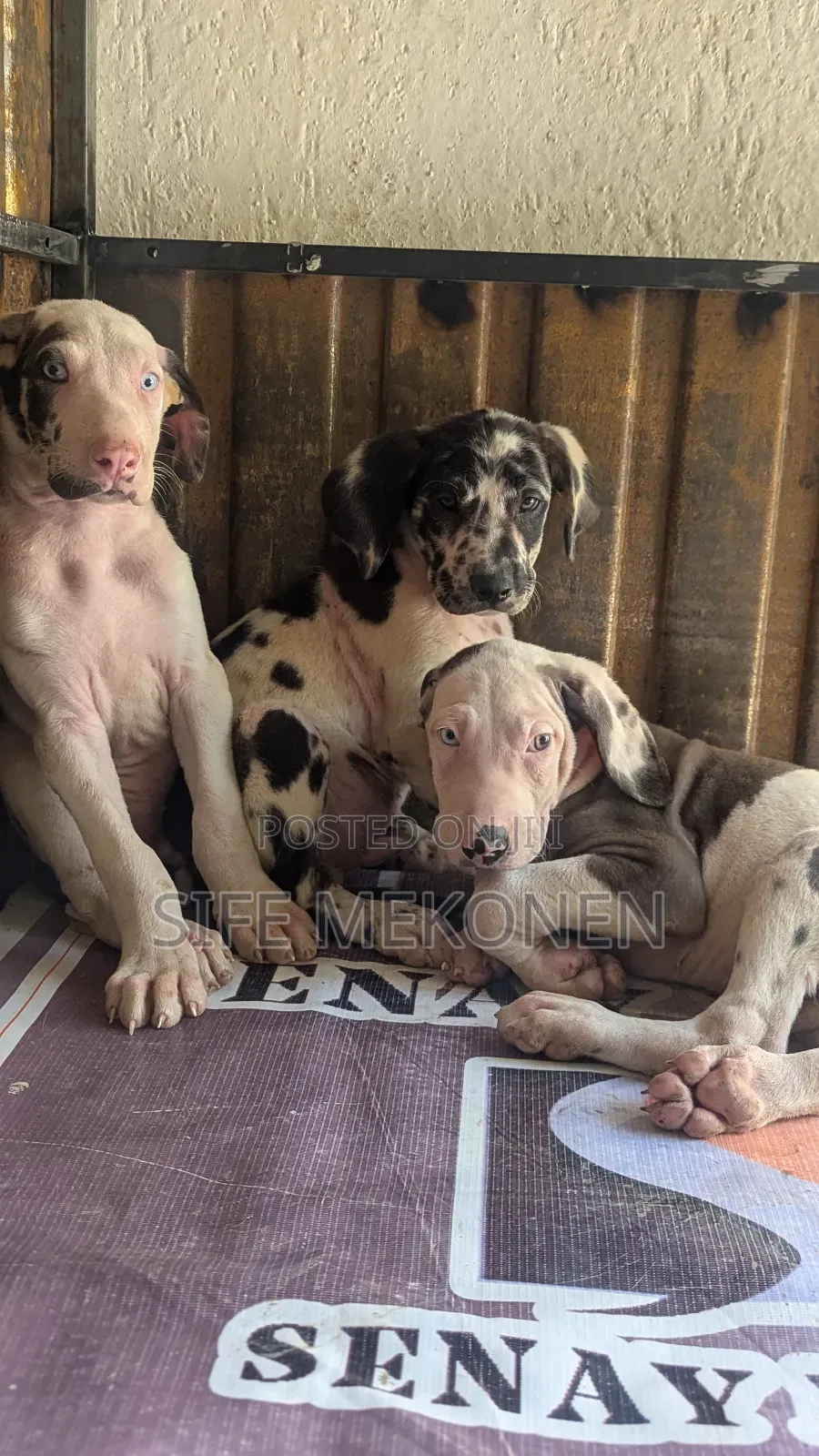 1-3 months Male Purebred Great Dane