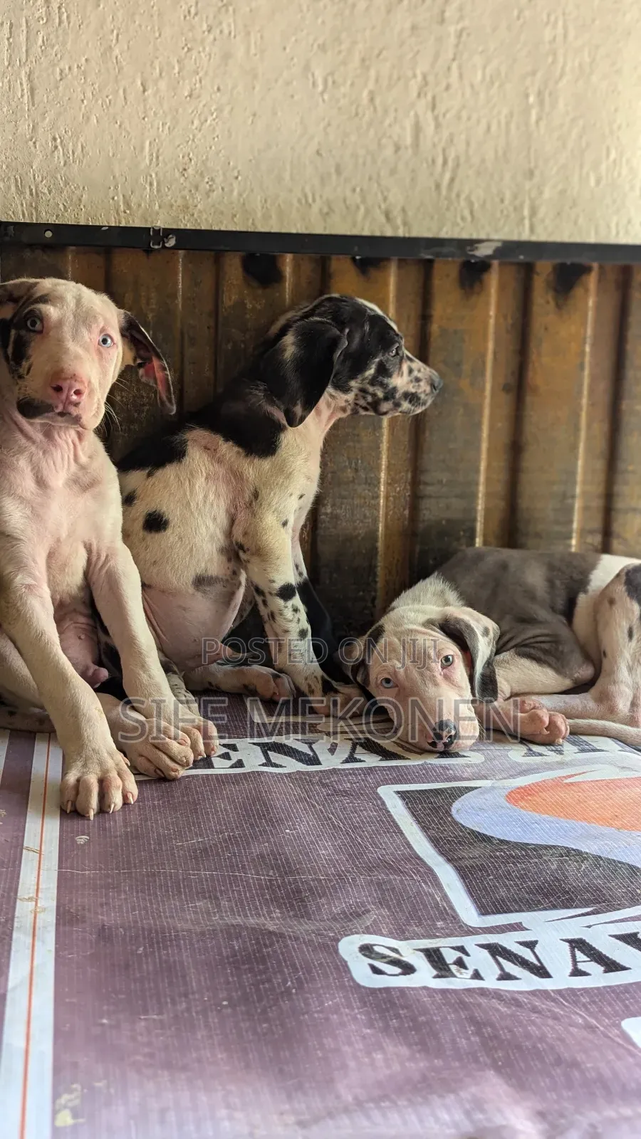 1-3 months Male Purebred Great Dane
