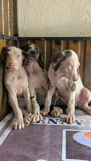 Photo - 1-3 months Male Purebred Great Dane