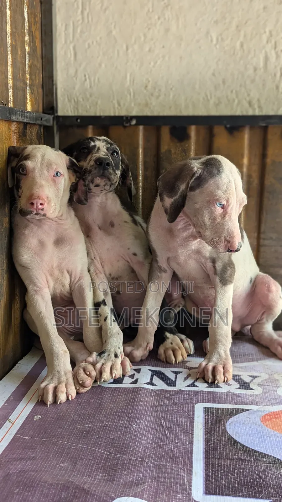 1-3 months Male Purebred Great Dane