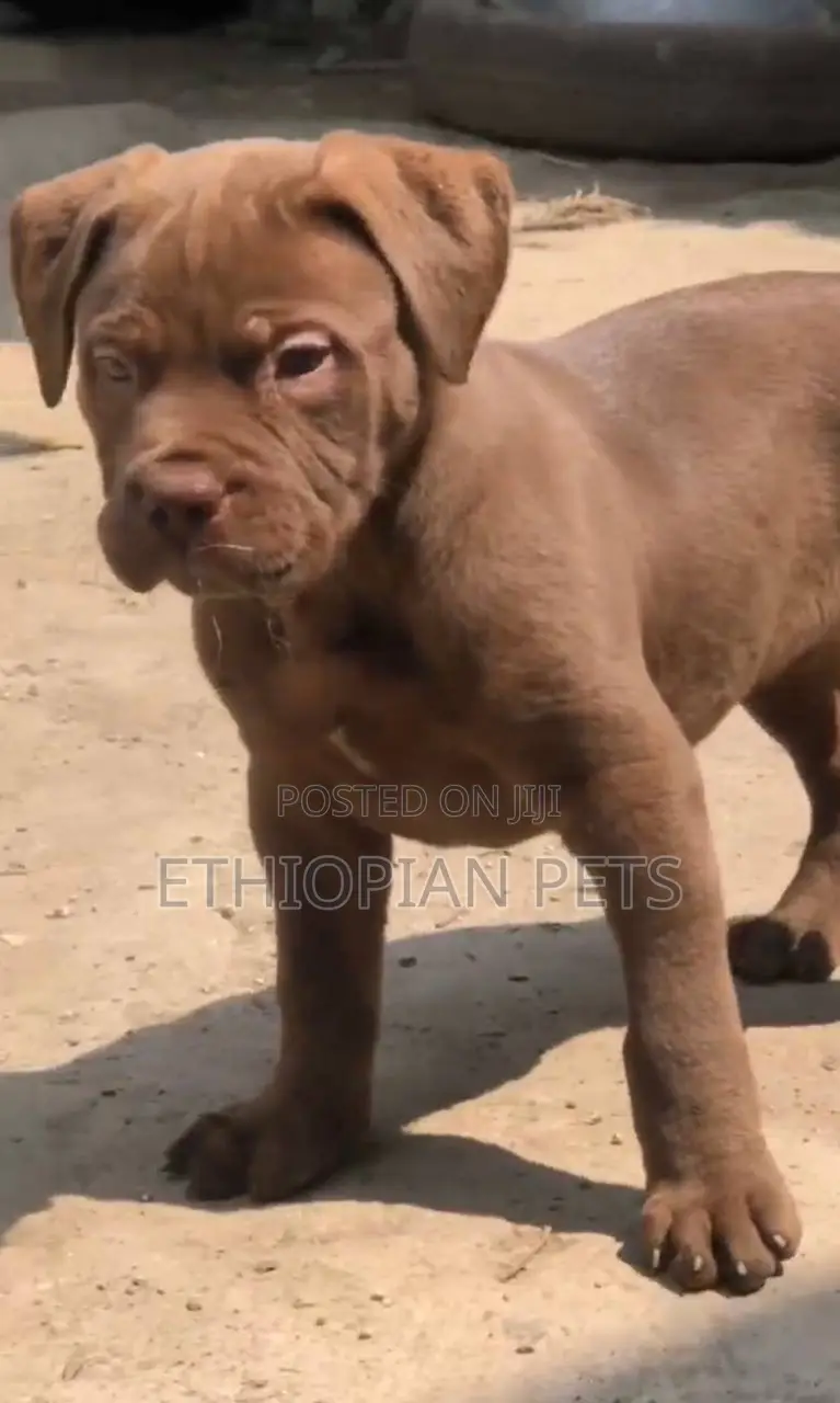 1-3 months Male Purebred Bullmastiff