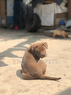1-3 months Male Purebred Bullmastiff