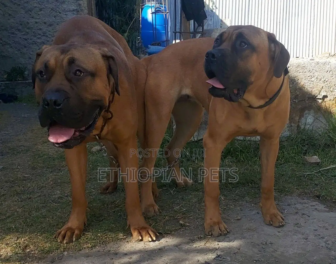 1-3 months Male Purebred Bullmastiff