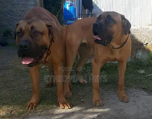 Photo - 1-3 months Male Purebred Bullmastiff