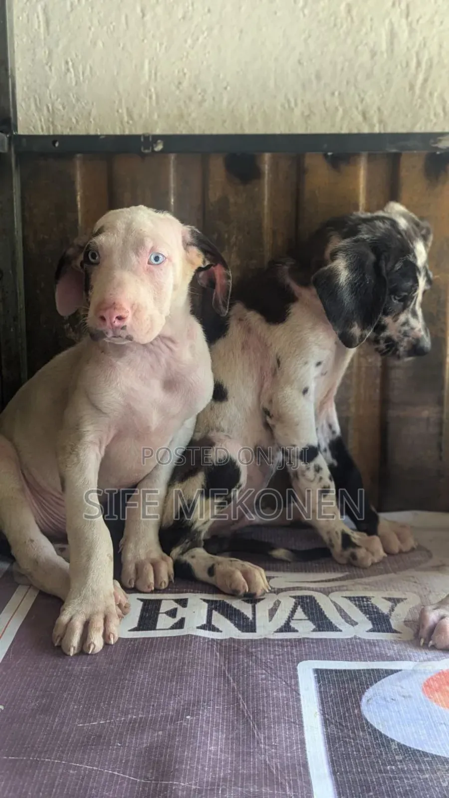 1-3 months Male Purebred Great Dane