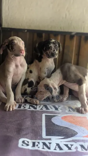 1-3 months Male Purebred Great Dane