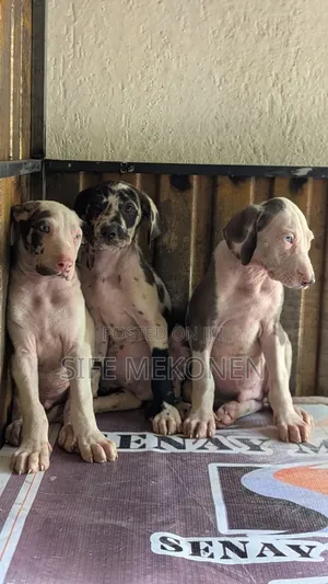 1-3 months Male Purebred Great Dane