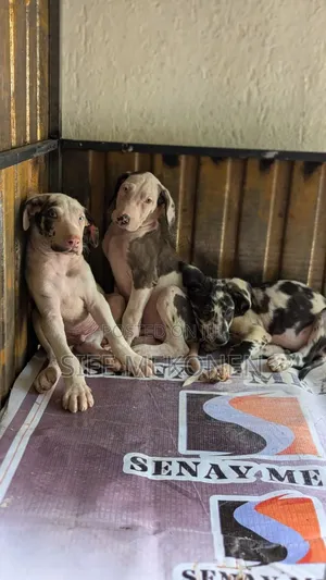 1-3 months Male Purebred Great Dane