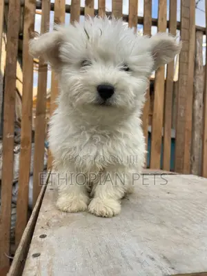 Photo - 1-3 months Female Purebred Yorkshire Terrier