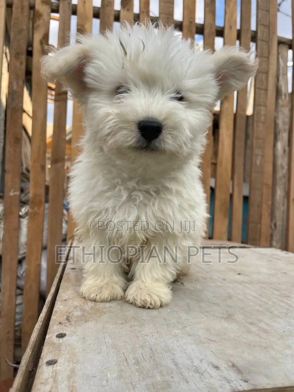 1-3 months Female Purebred Yorkshire Terrier