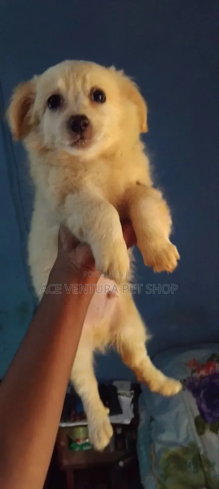 1-3 months Male Purebred Maltese