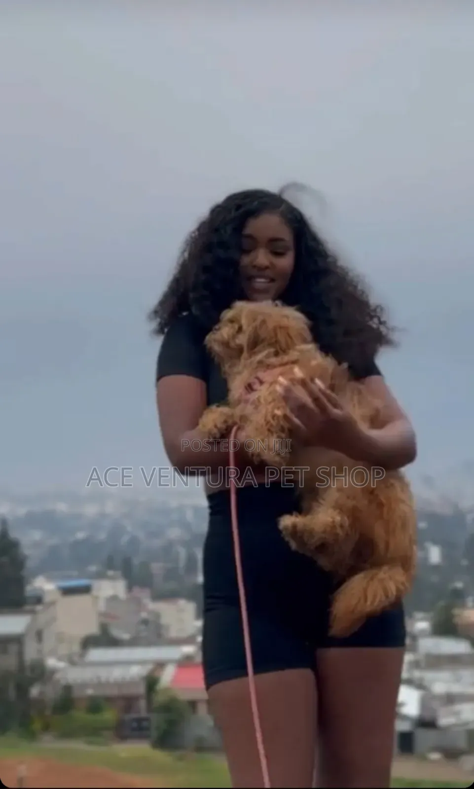 1-3 months Male Purebred Maltese