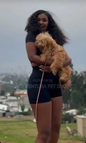 1-3 months Male Purebred Maltese