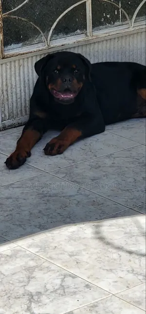 Photo - 1-3 months Male Purebred Rottweiler