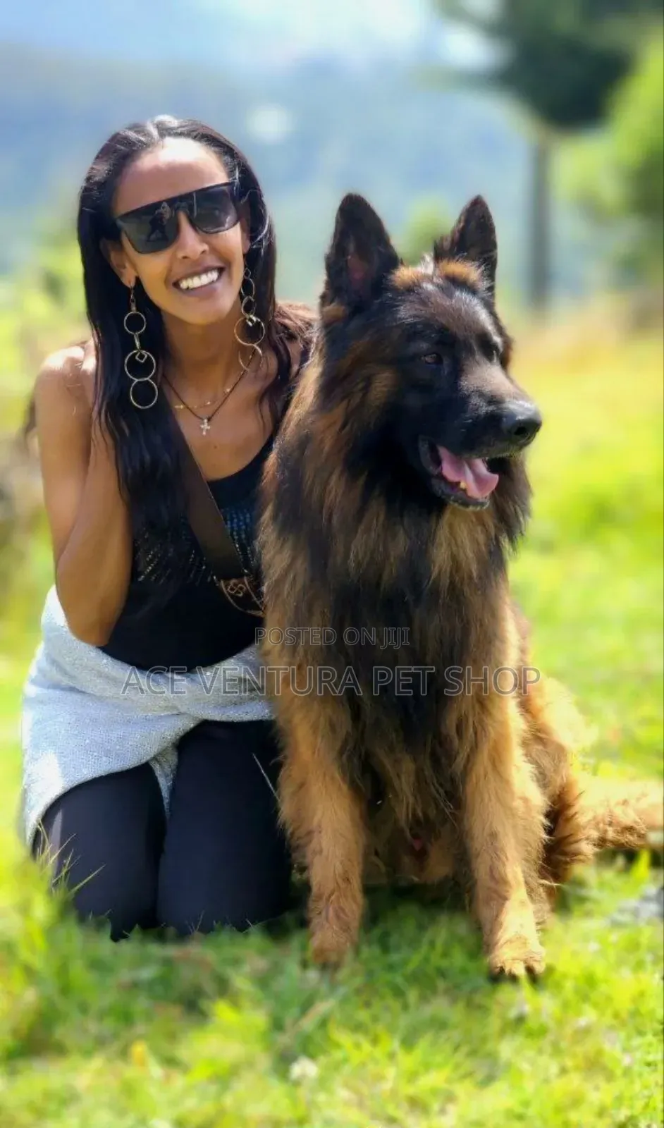 1-3 months Male Purebred German Shepherd