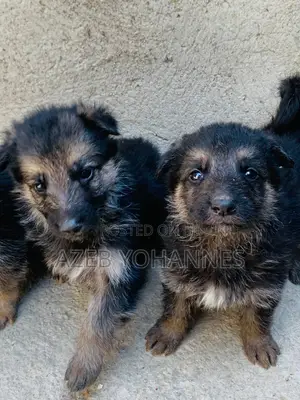 Photo - 1-3 months Female Purebred German Shepherd