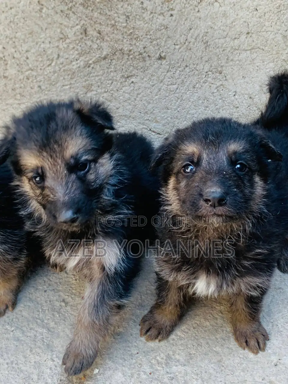 1-3 months Female Purebred German Shepherd