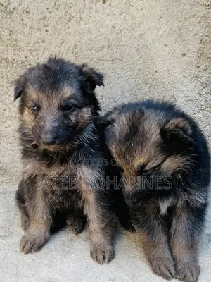 1-3 months Female Purebred German Shepherd