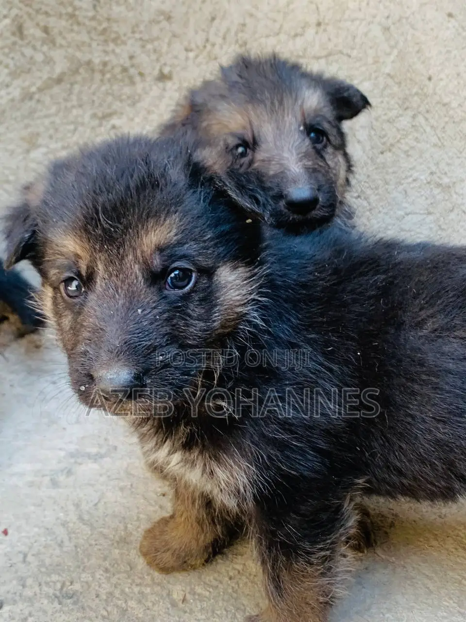 1-3 months Female Purebred German Shepherd