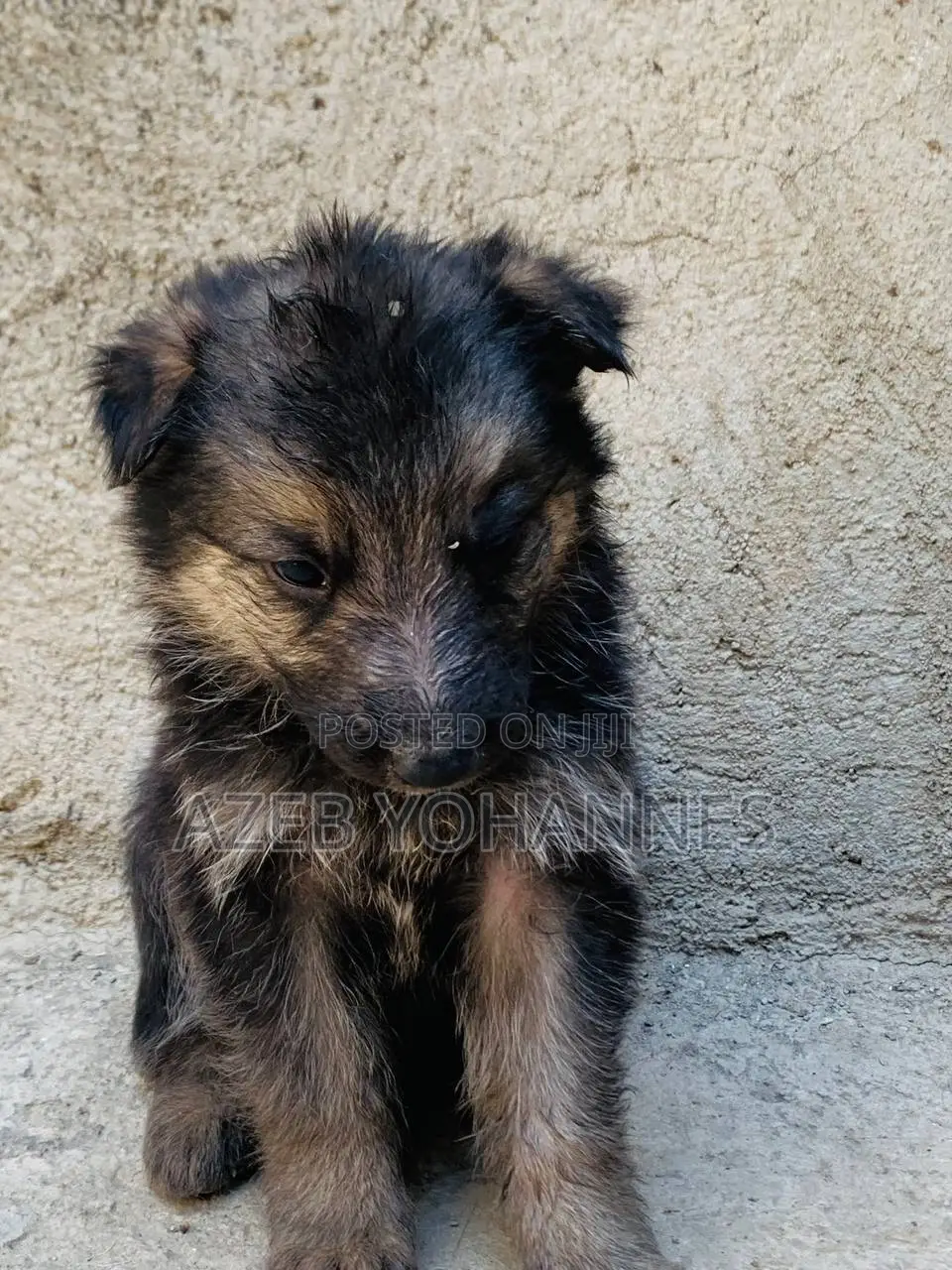 1-3 months Female Purebred German Shepherd